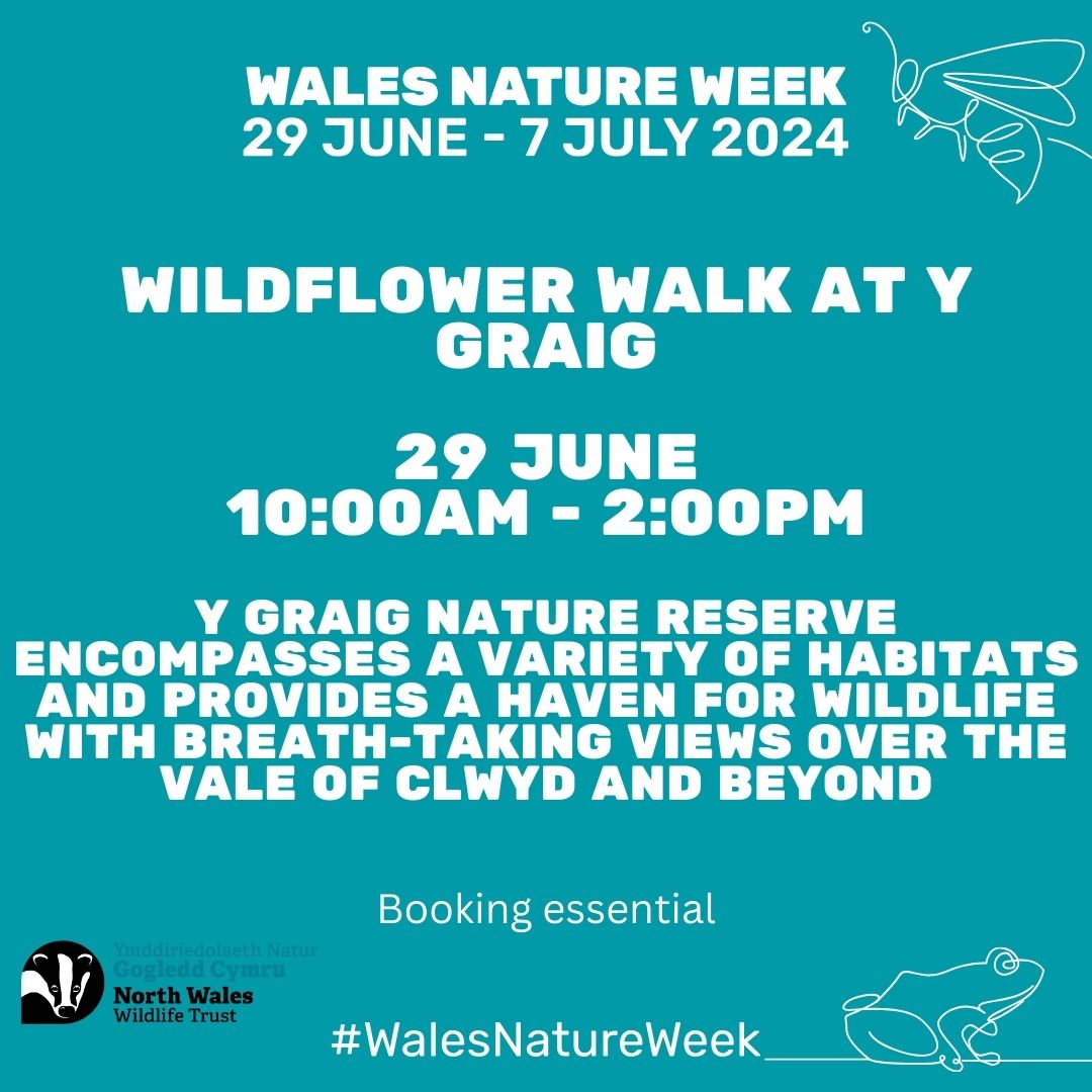 Wildflower walk at Y Graig